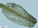 Seligeria carniolica