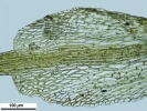 Seligeria carniolica