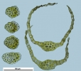 Seligeria carniolica