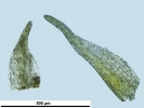 Seligeria carniolica