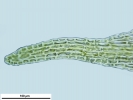 Seligeria carniolica