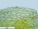 Seligeria carniolica