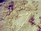 Cololejeunea sophiana