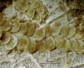 Cololejeunea sophiana