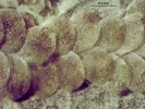 Cololejeunea sophiana