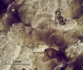 Cololejeunea sophiana