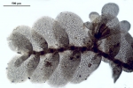 Cololejeunea sophiana