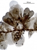 Cololejeunea sophiana