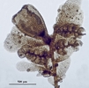 Cololejeunea sophiana