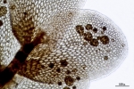 Cololejeunea sophiana