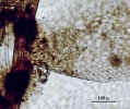 Cololejeunea sophiana