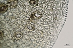 Cololejeunea sophiana