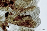 Cololejeunea sophiana