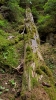 Schistochilopsis incisa