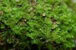 Schistochilopsis incisa