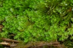 Schistochilopsis incisa