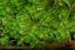 Schistochilopsis incisa