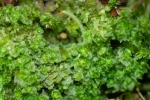 Schistochilopsis incisa