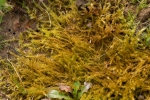 Brachythecium mildeanum