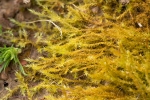 Brachythecium mildeanum