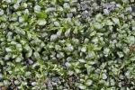 Plagiomnium rostratum