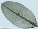 Plagiomnium rostratum