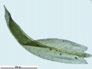 Zygodon viridissimus