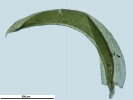 Zygodon viridissimus