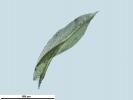 Zygodon viridissimus