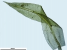 Zygodon viridissimus