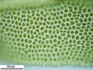 Zygodon viridissimus
