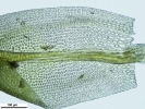Zygodon viridissimus