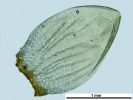 Pleurozium schreberi