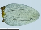 Pleurozium schreberi