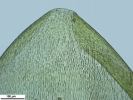 Pleurozium schreberi