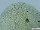 Pleurozium schreberi