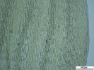 Pleurozium schreberi