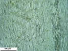 Pleurozium schreberi