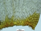 Pleurozium schreberi