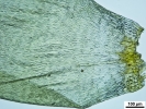 Pleurozium schreberi