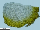 Pleurozium schreberi