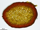Pleurozium schreberi