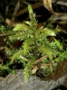 Pleurozium schreberi