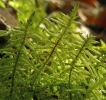 Pleurozium schreberi