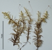 Pleurozium schreberi