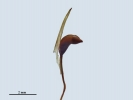Pleurozium schreberi