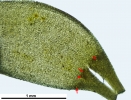 Pleurozium schreberi