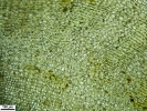 Pleurozium schreberi