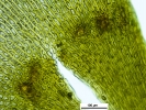 Pleurozium schreberi