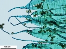 Pleurozium schreberi